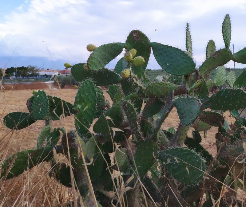 Photo of a cactus currently being identified