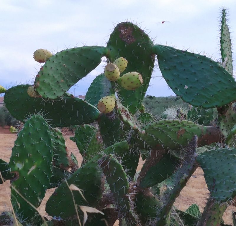 Photo of a cactus currently being identified