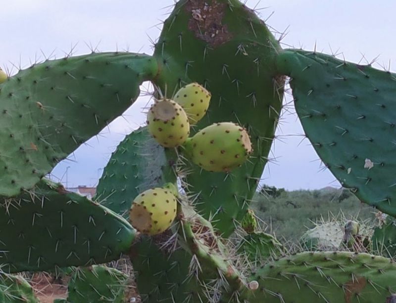 Photo of a cactus currently being identified