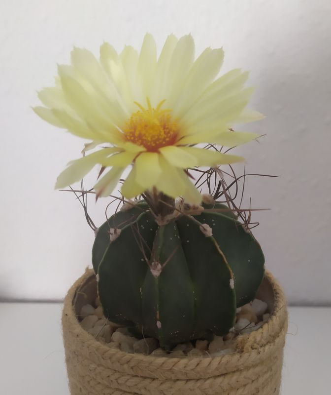 A photo of Astrophytum capricorne