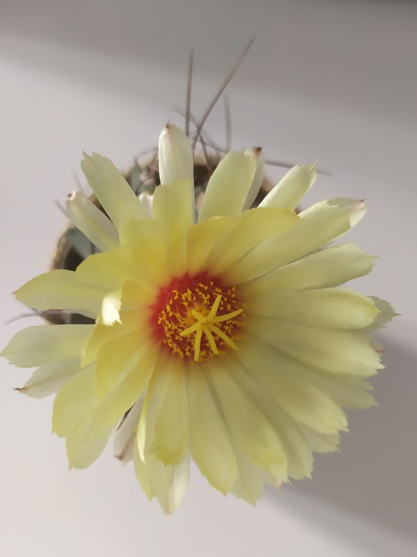A photo of Astrophytum capricorne
