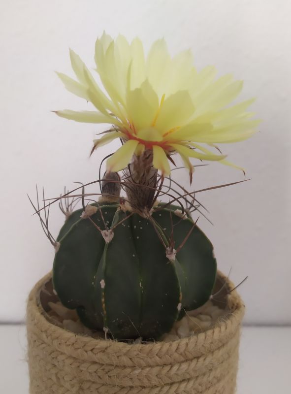 A photo of Astrophytum capricorne