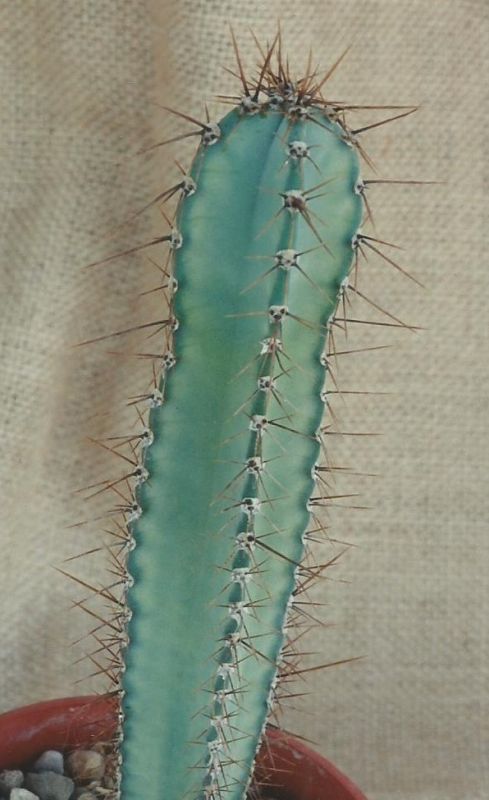 Una foto de Cereus hildmannianus