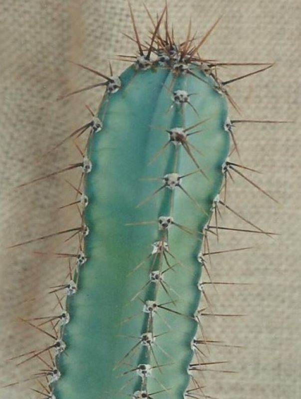 Una foto de Cereus hildmannianus