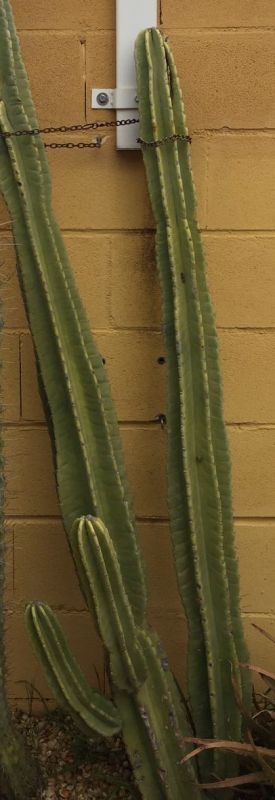 Photo of a cactus currently being identified