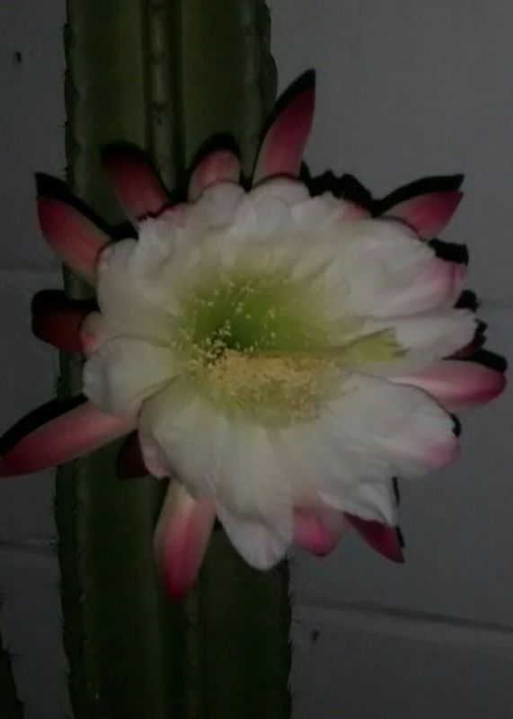 Photo of a cactus currently being identified