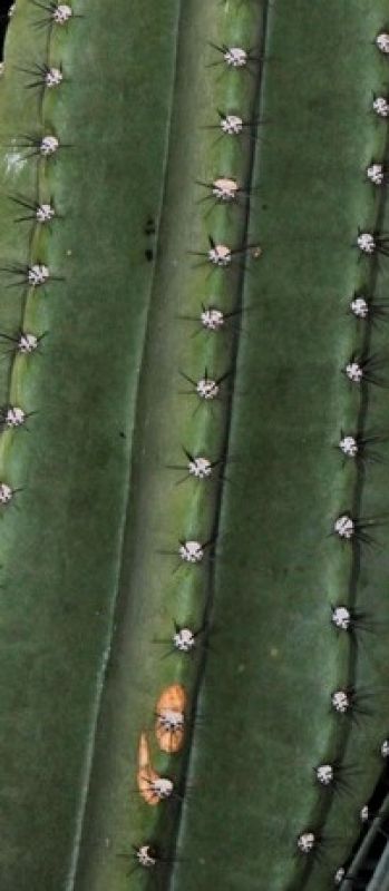 Photo of a cactus currently being identified