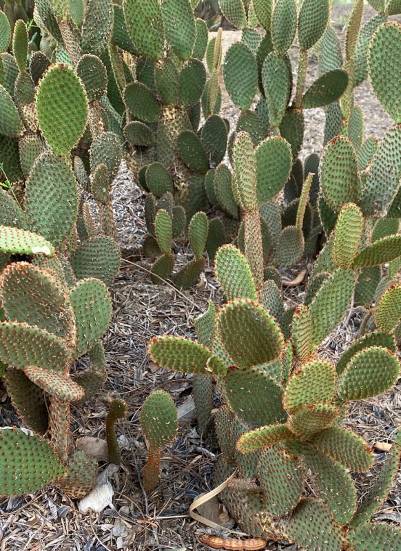 A photo of Opuntia microdasys ssp. rufida