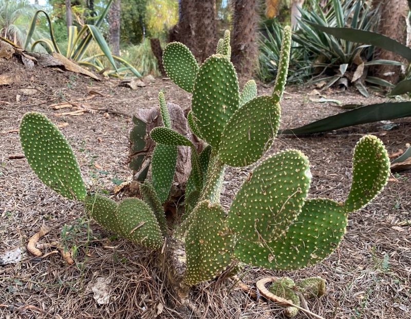 A photo of Opuntia microdasys subsp. microdasys