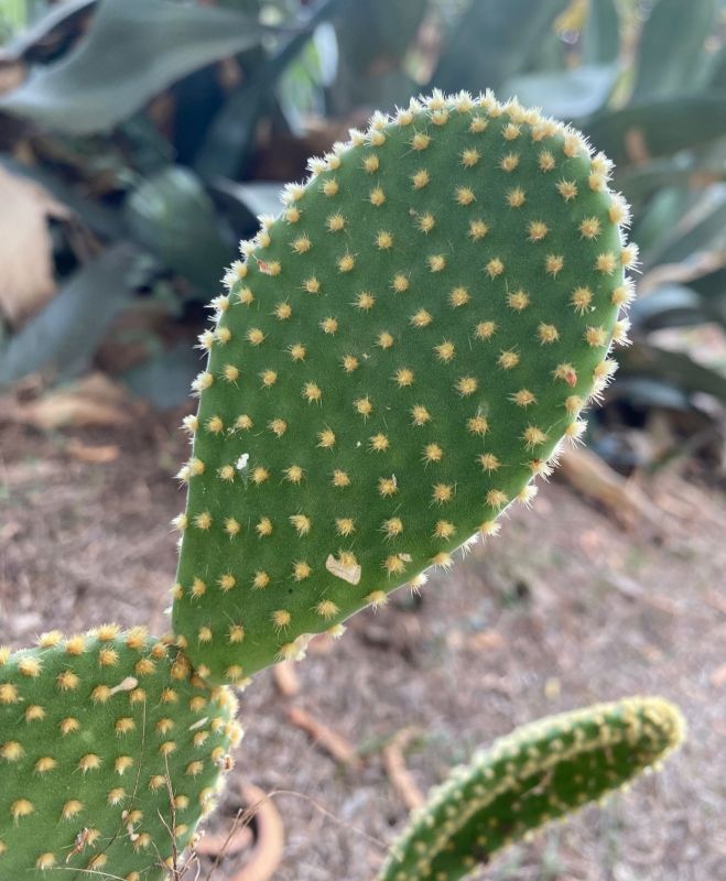 A photo of Opuntia microdasys subsp. microdasys