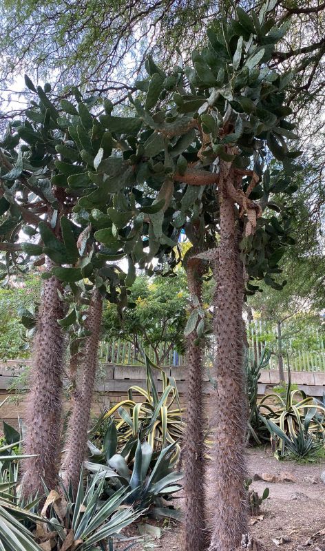 Una foto de Opuntia galapageia