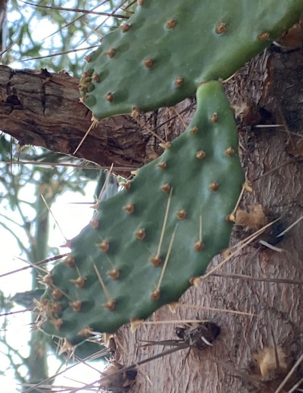 Una foto de Opuntia galapageia