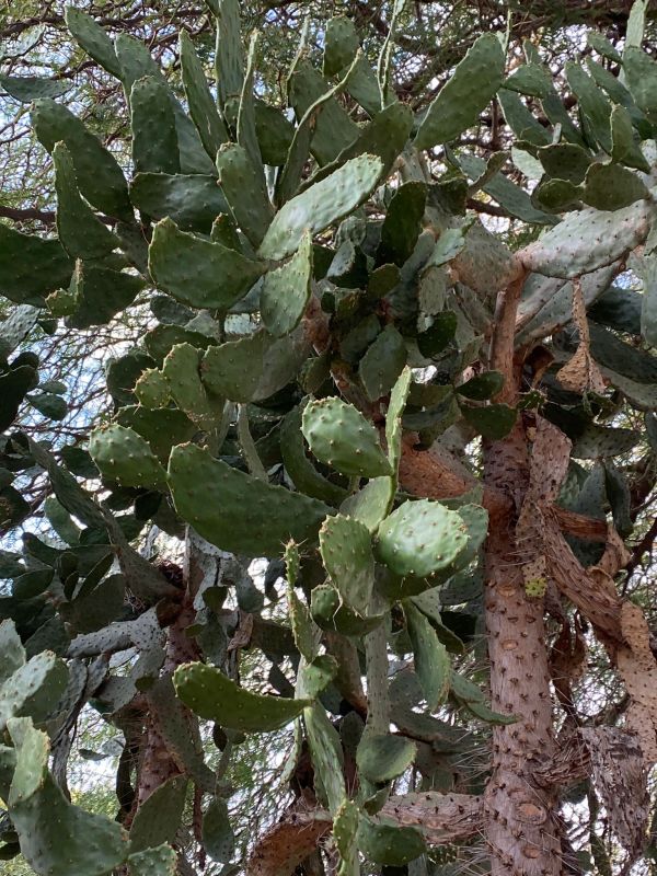 Una foto de Opuntia galapageia