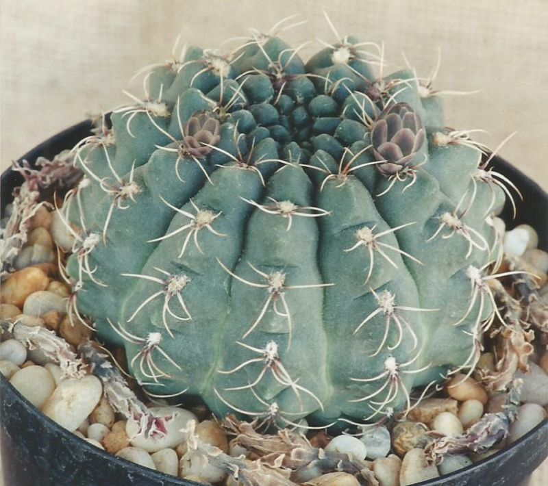 A photo of Gymnocalycium baldianum