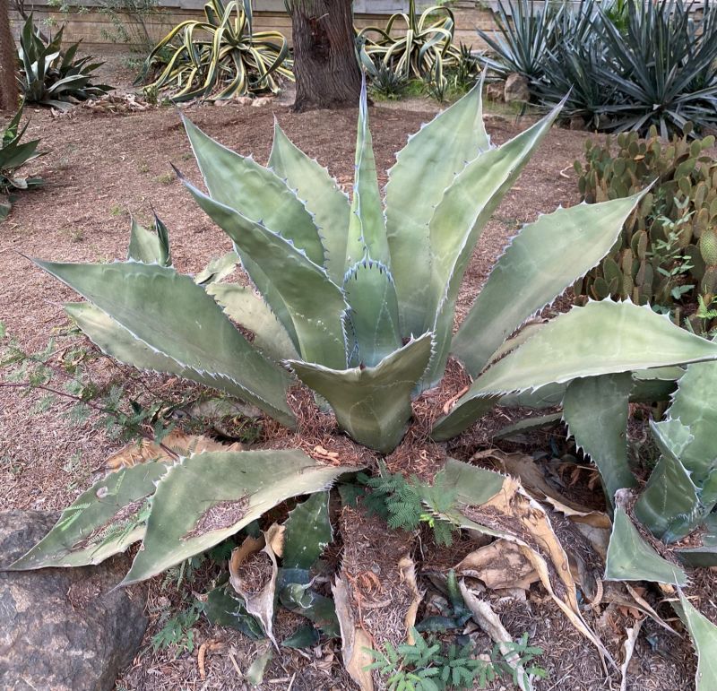 Una foto de Agave salmiana var. ferox