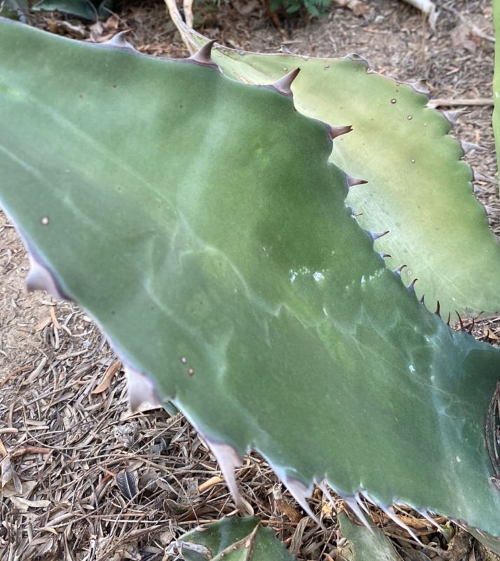 Una foto de Agave salmiana var. ferox