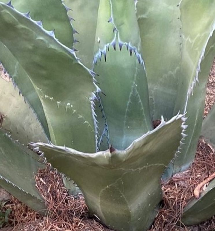 Una foto de Agave salmiana var. ferox
