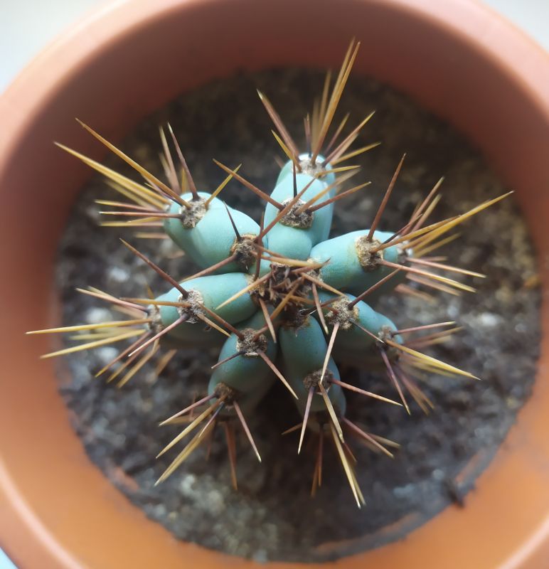 A photo of Cereus peruvianus