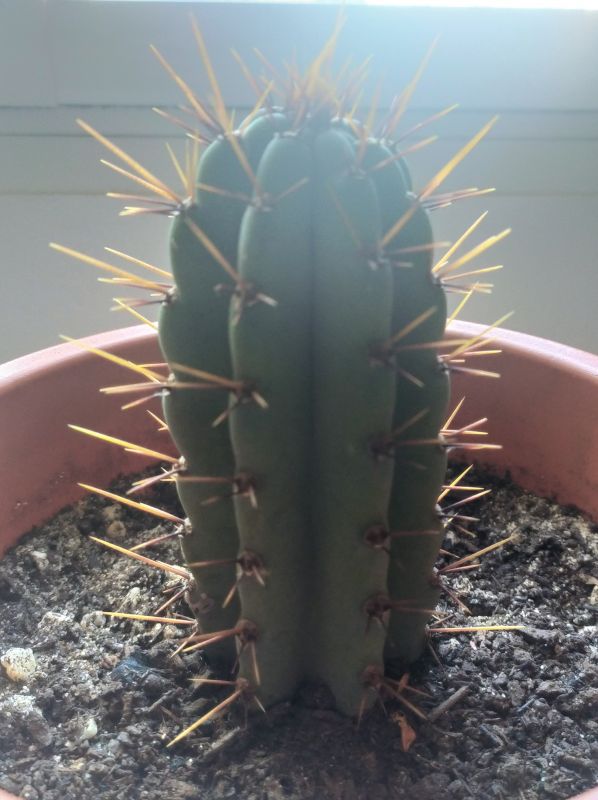 A photo of Cereus peruvianus