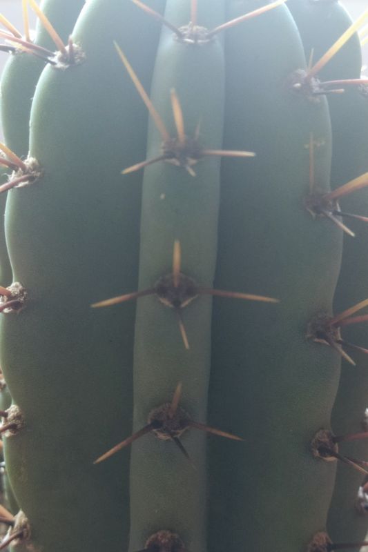 A photo of Cereus peruvianus