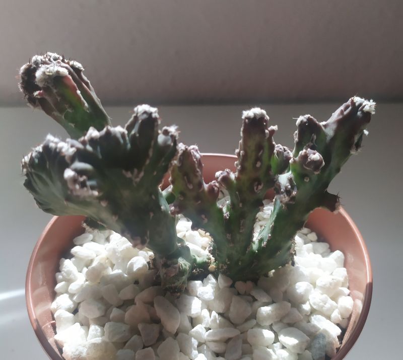 A photo of Cereus spegazzinii fma. crestada