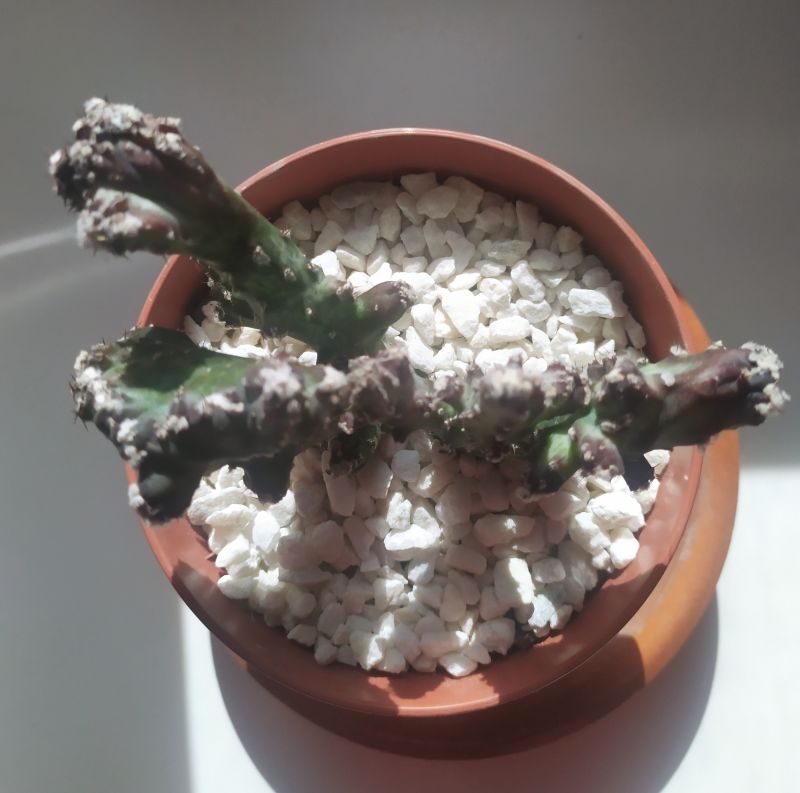 A photo of Cereus spegazzinii fma. crestada