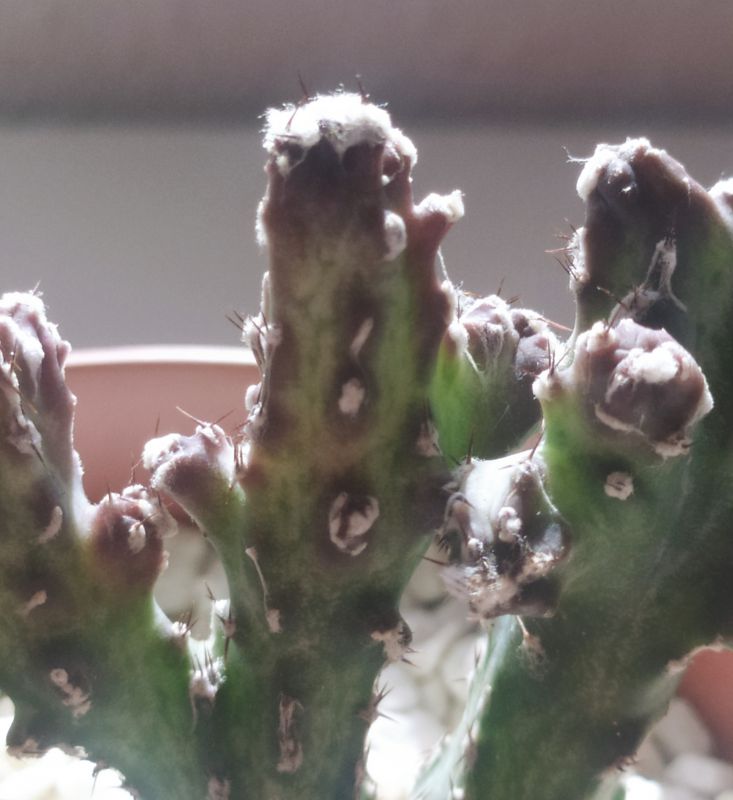 A photo of Cereus spegazzinii fma. crestada