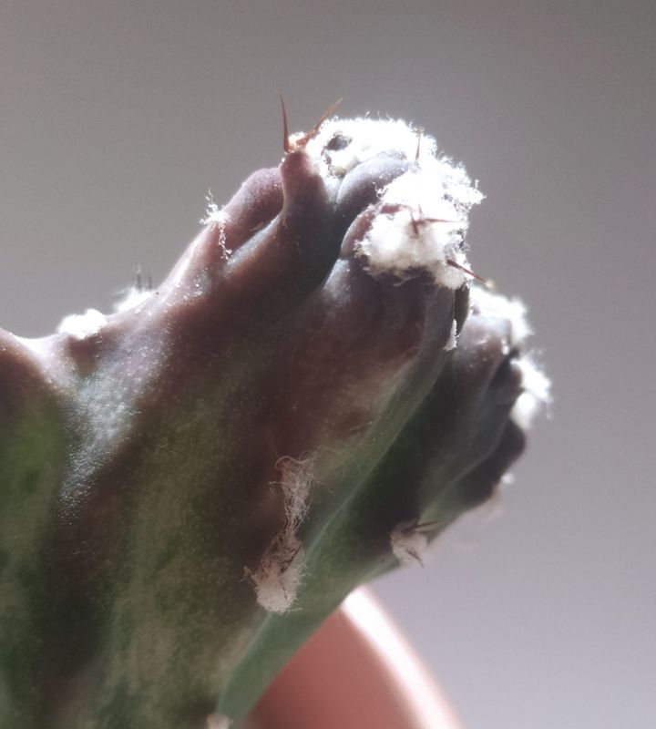 A photo of Cereus spegazzinii fma. crestada