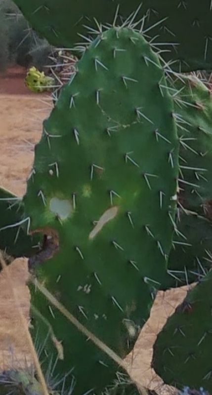 Photo of a cactus currently being identified