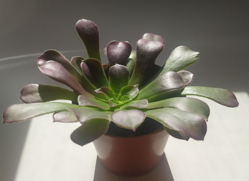 Una foto de Aeonium arboreum cv. artropurpureum