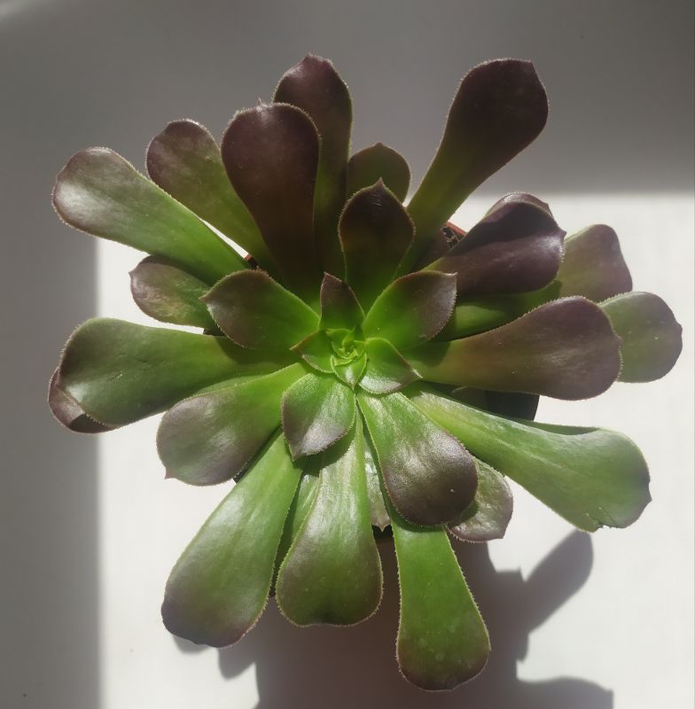 Una foto de Aeonium arboreum cv. artropurpureum