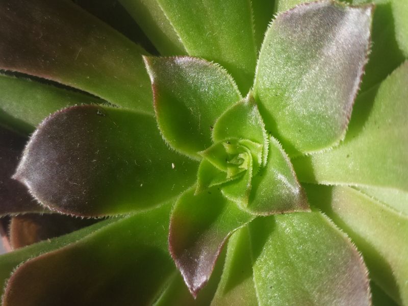 Una foto de Aeonium arboreum cv. artropurpureum