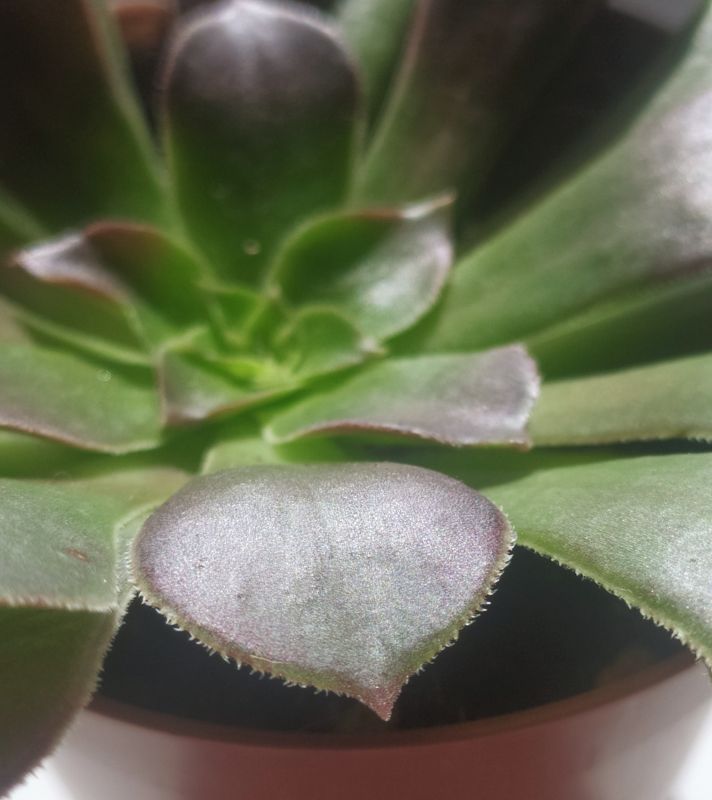 Una foto de Aeonium arboreum cv. artropurpureum