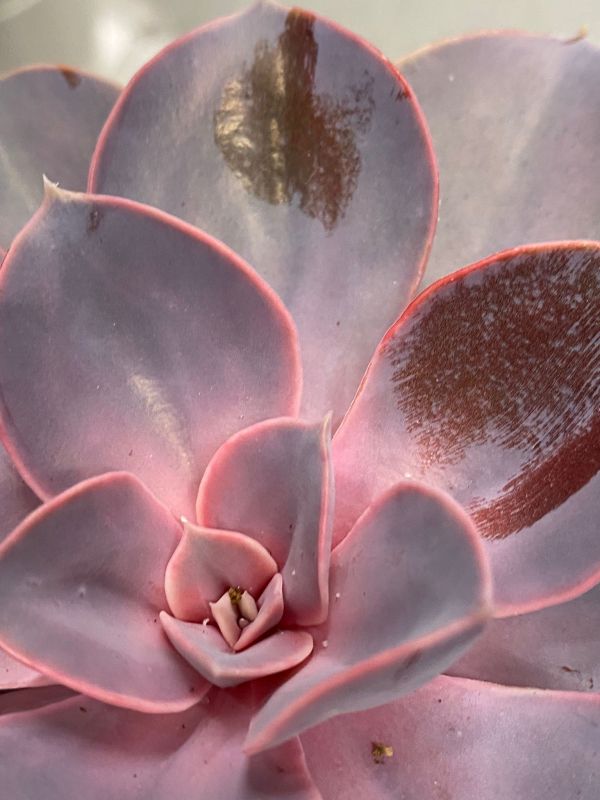 Una foto de Echeveria X Perle von Nurnberg ( E. gibbiflora metalica X E. elegans) (HIBRIDO)