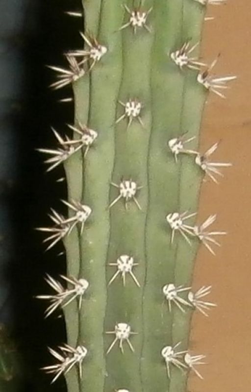 Photo of a cactus currently being identified