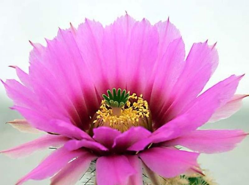 A photo of Echinocereus reichenbachii var. fitchii 
