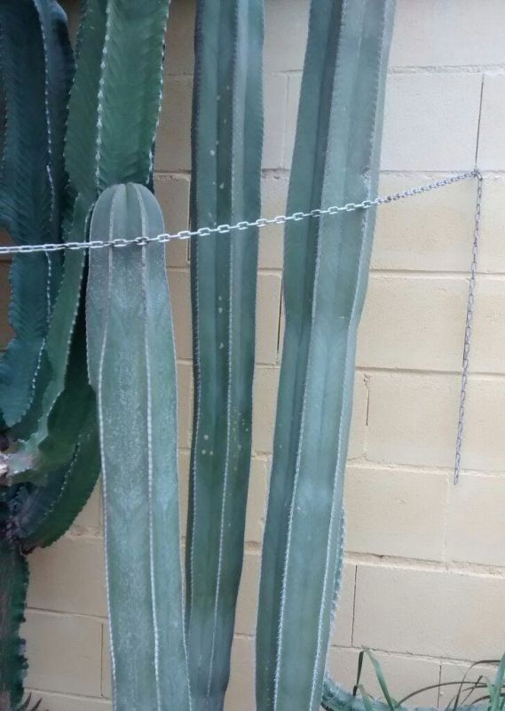 Una foto de Pachycereus marginatus