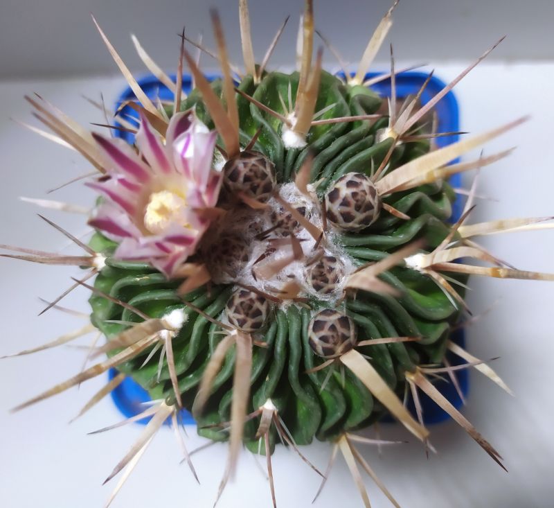 Photo of a cactus currently being identified