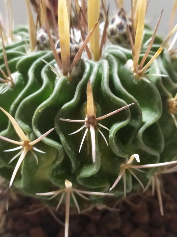 Photo of a cactus currently being identified