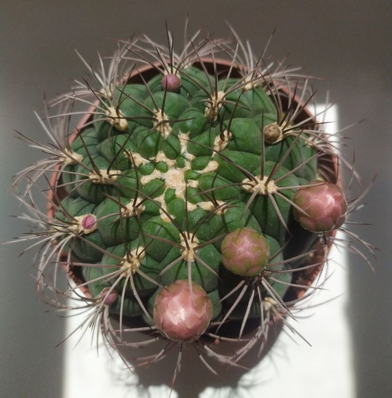 Una foto de Gymnocalycium saglionis