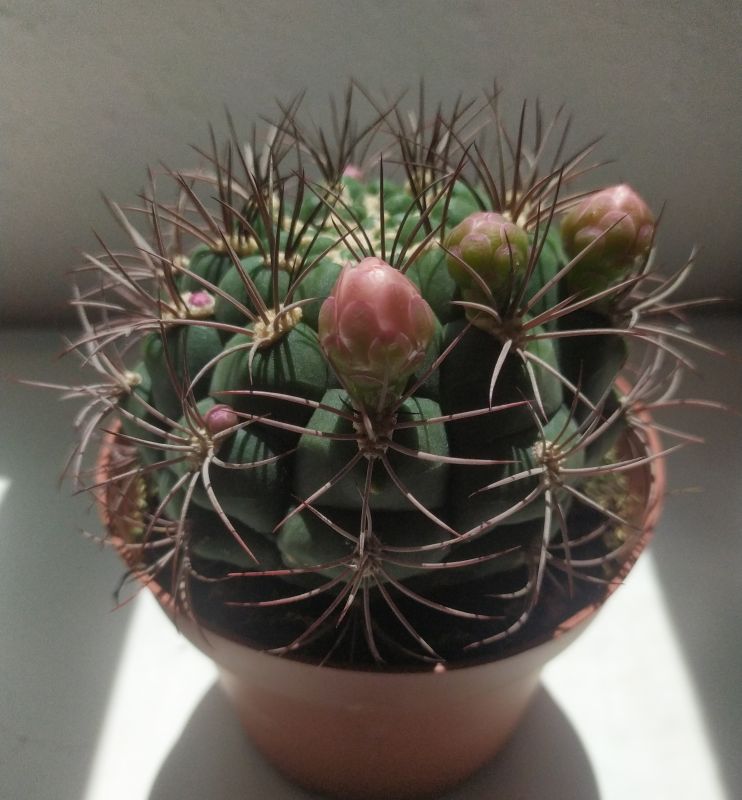Una foto de Gymnocalycium saglionis