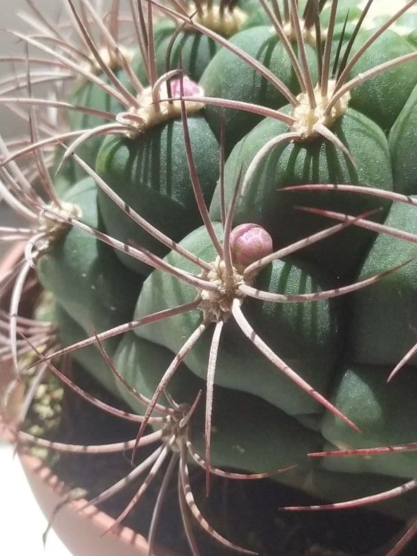 Una foto de Gymnocalycium saglionis