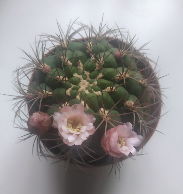 Una foto de Gymnocalycium saglionis