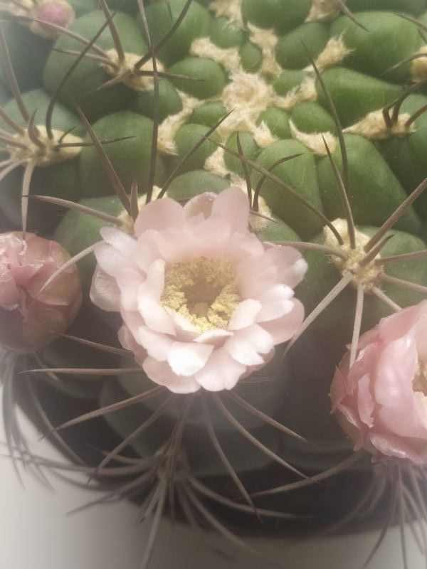 Una foto de Gymnocalycium saglionis
