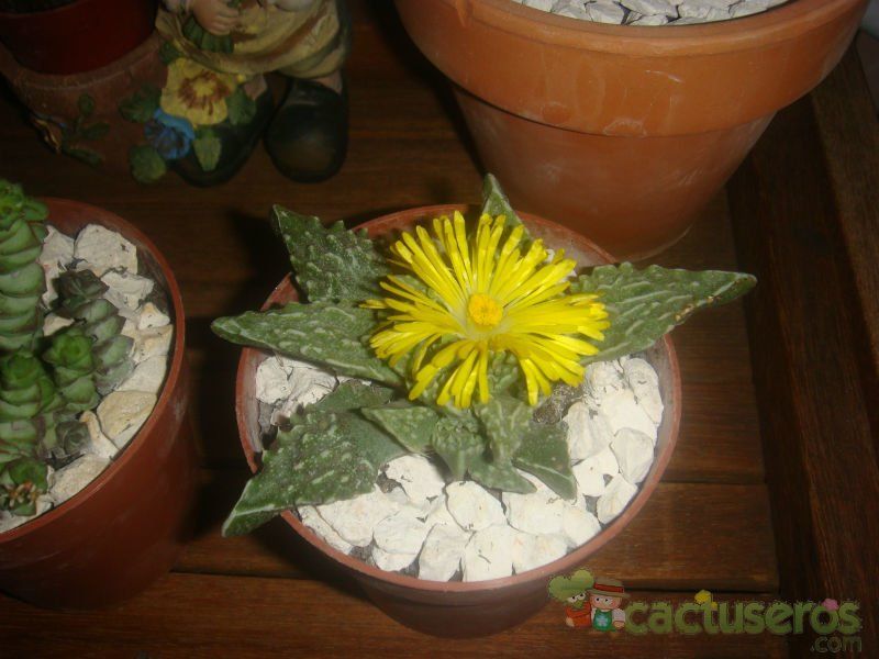 Una foto de Faucaria felina ssp. tuberculosa
