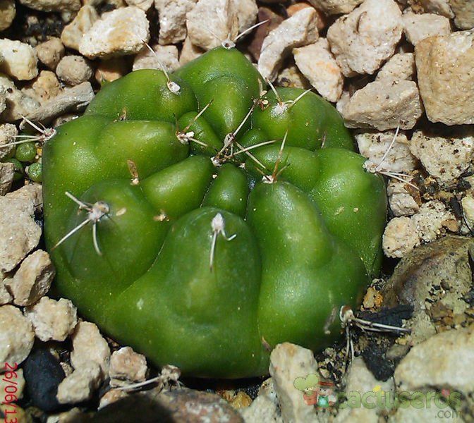 A photo of Gymnocalycium anisitsii ssp. damsii cv. Multiproliferum