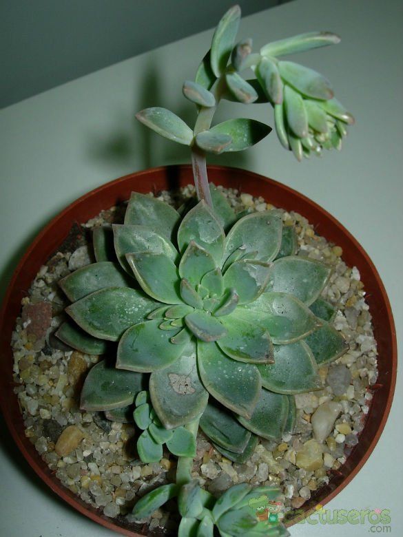 A photo of Graptoveria cv. acaulis