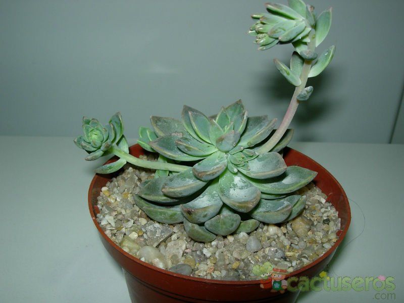 A photo of Graptoveria cv. acaulis