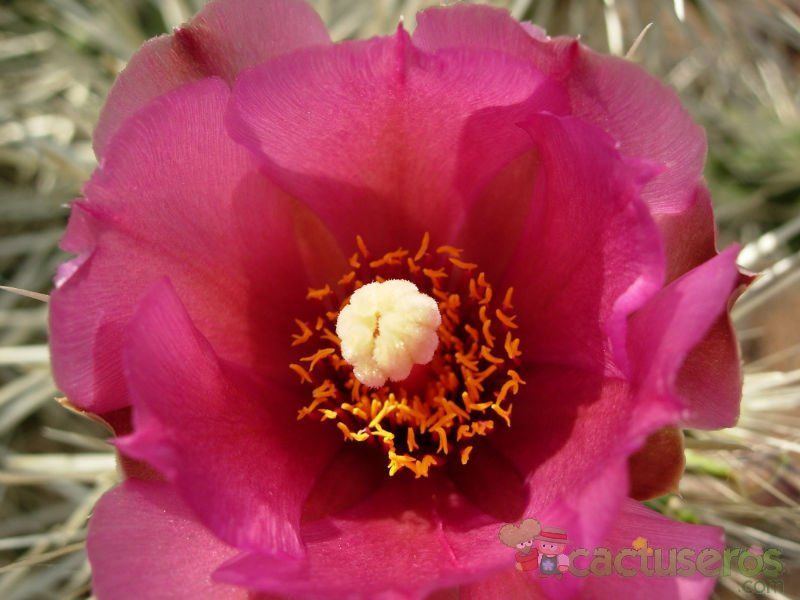Una foto de Cylindropuntia rosea