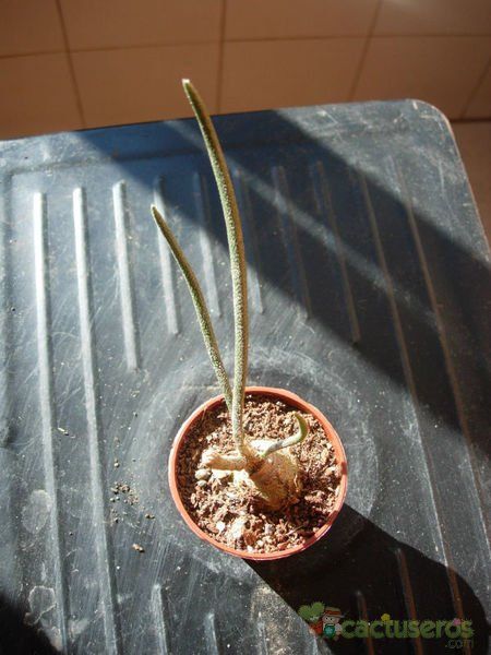 A photo of Astrophytum caput-medusae